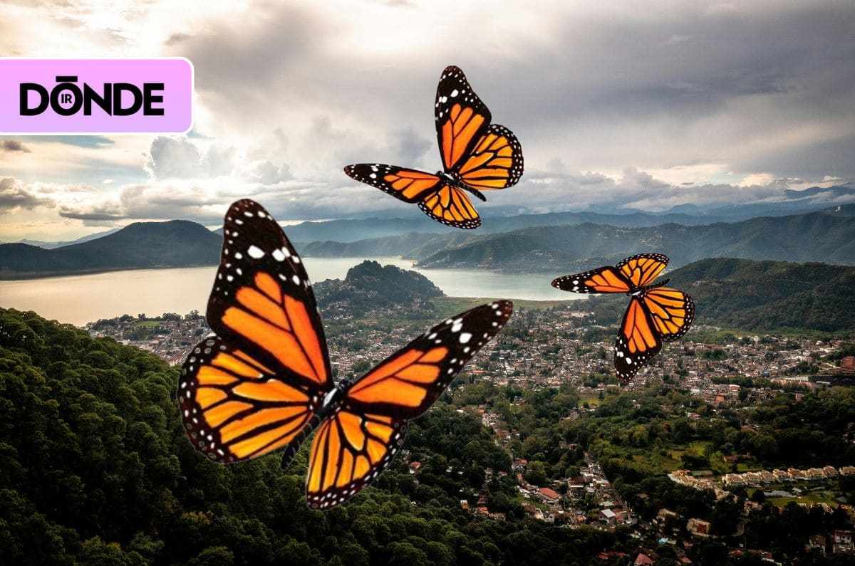 Llega la temporada de Mariposas Monarca a Valle de Bravo 