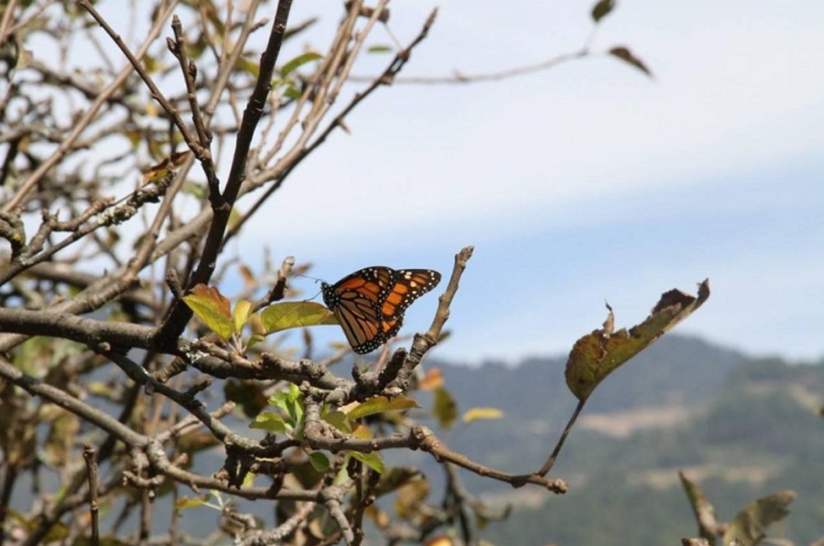 mariposas-monarca-llegan-a-valle-de-bravo-este-noviembre-2025-santuario-ejido-el-capulin