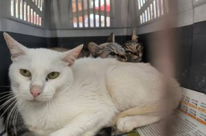 Megajornada de Esterilización en GAM: fechas, requisitos y todo lo que debes saber