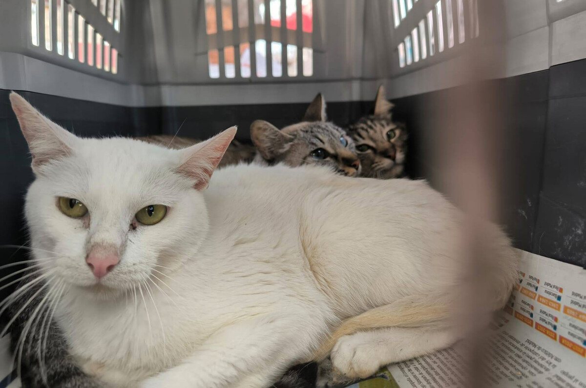 Megajornada de Esterilización en GAM: fechas, requisitos y todo lo que debes saber