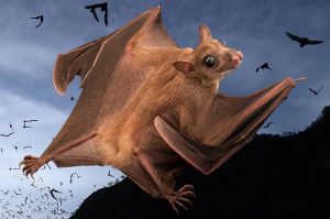 Noche de Murciélagos vuelve a CDMX ¡Experiencia por $18 pesos!