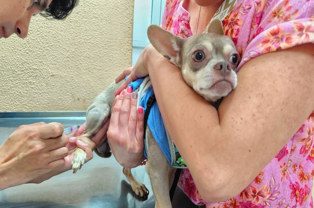 Vacunación y desparasitación para mascotas gratis en CDMX