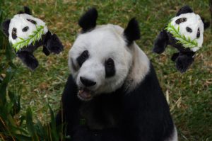 Xin Xin la panda tiene tienda en Chapultepec ¡Así puedes visitarla!