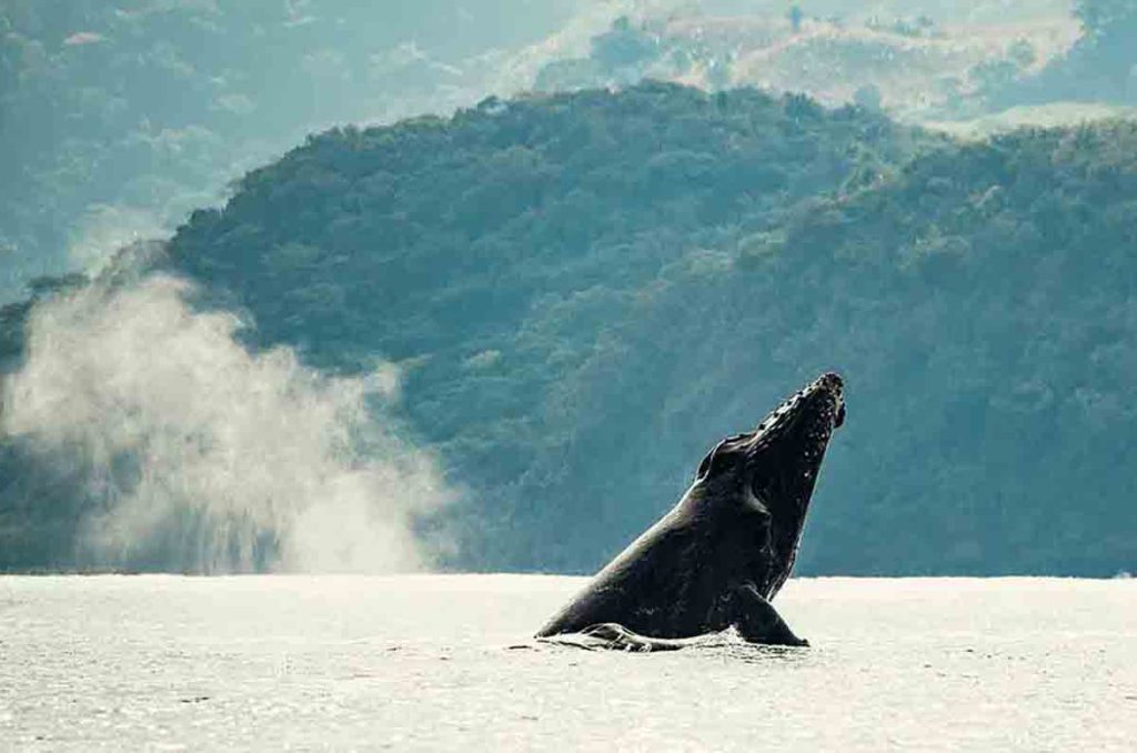 Dónde ver ballenas en la Riviera Nayarit. Guía de avistamientos