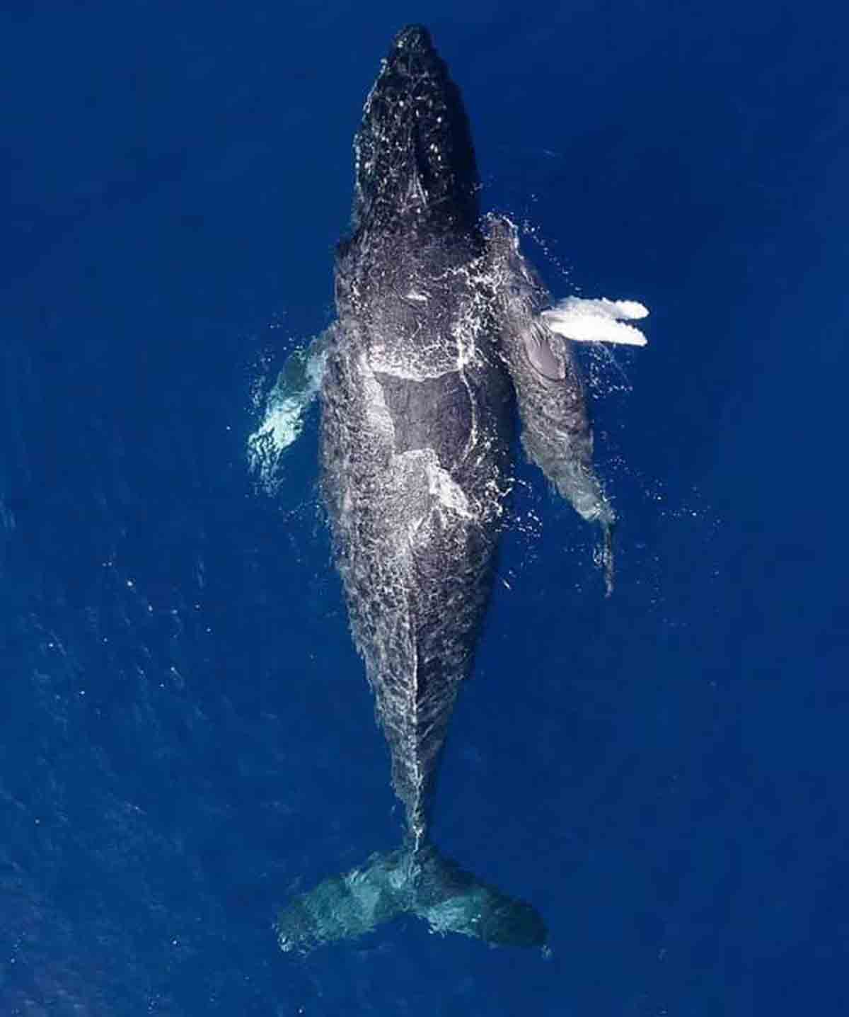 ballenas-3