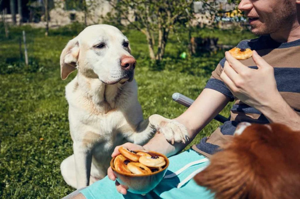 Un regalo lleno de amor: cenas navideñas para perros y gatos 0