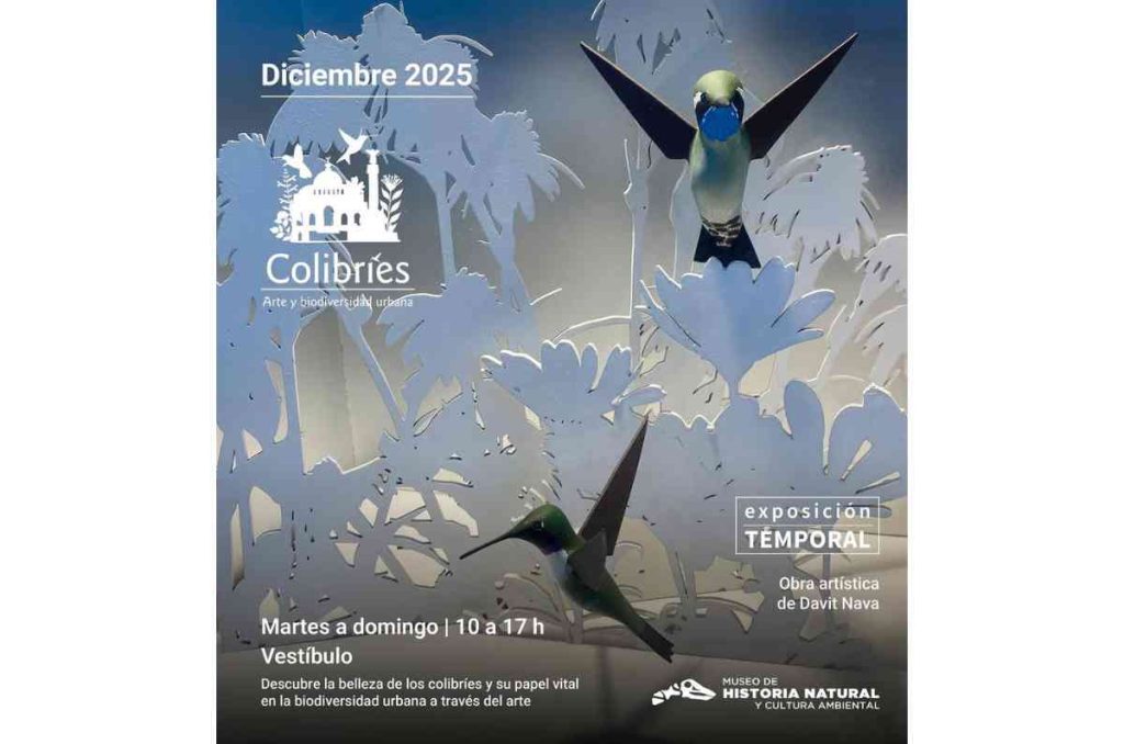 Colibríes, arte y biodiversidad urbana: la nueva expo que llega al Museo de Historia Natural
