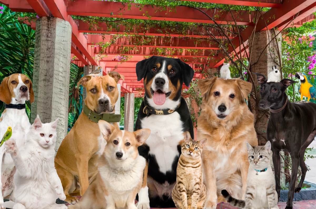 ¡CDMX declara el Día de los Seres Sintientes en honor a Frida!