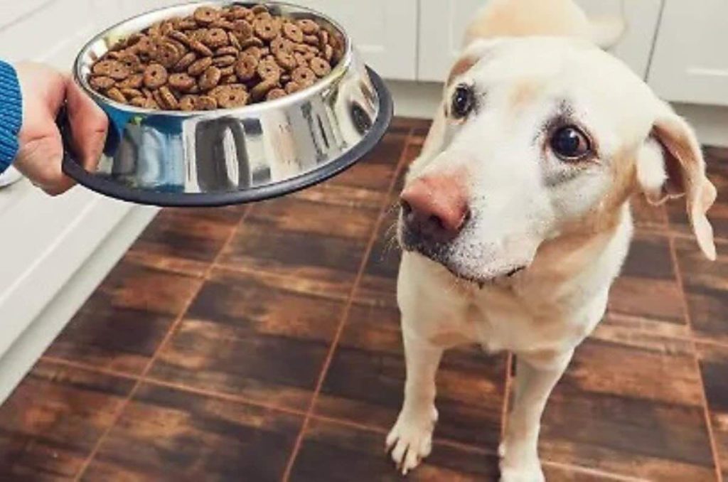 Donativos en croquetas