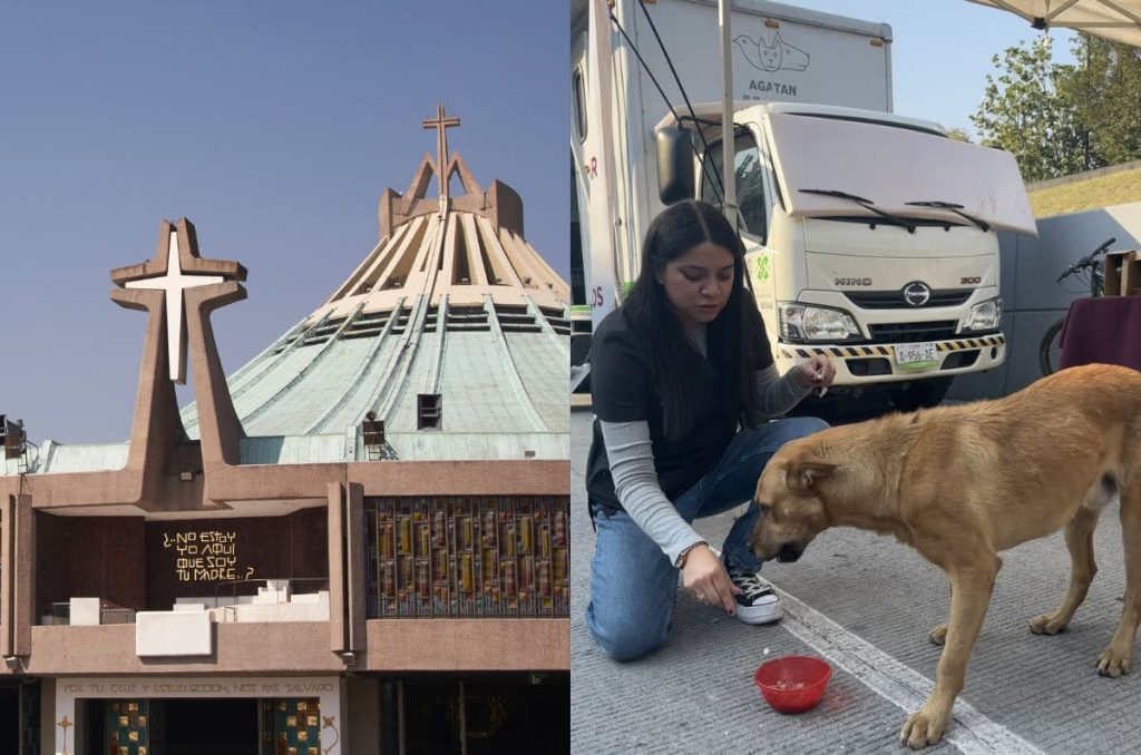 El operativo “Perrito Peregrino 2025” vuelve a la CDMX este mes