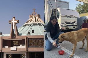 El operativo “Perrito Peregrino 2025” vuelve a la CDMX este mes