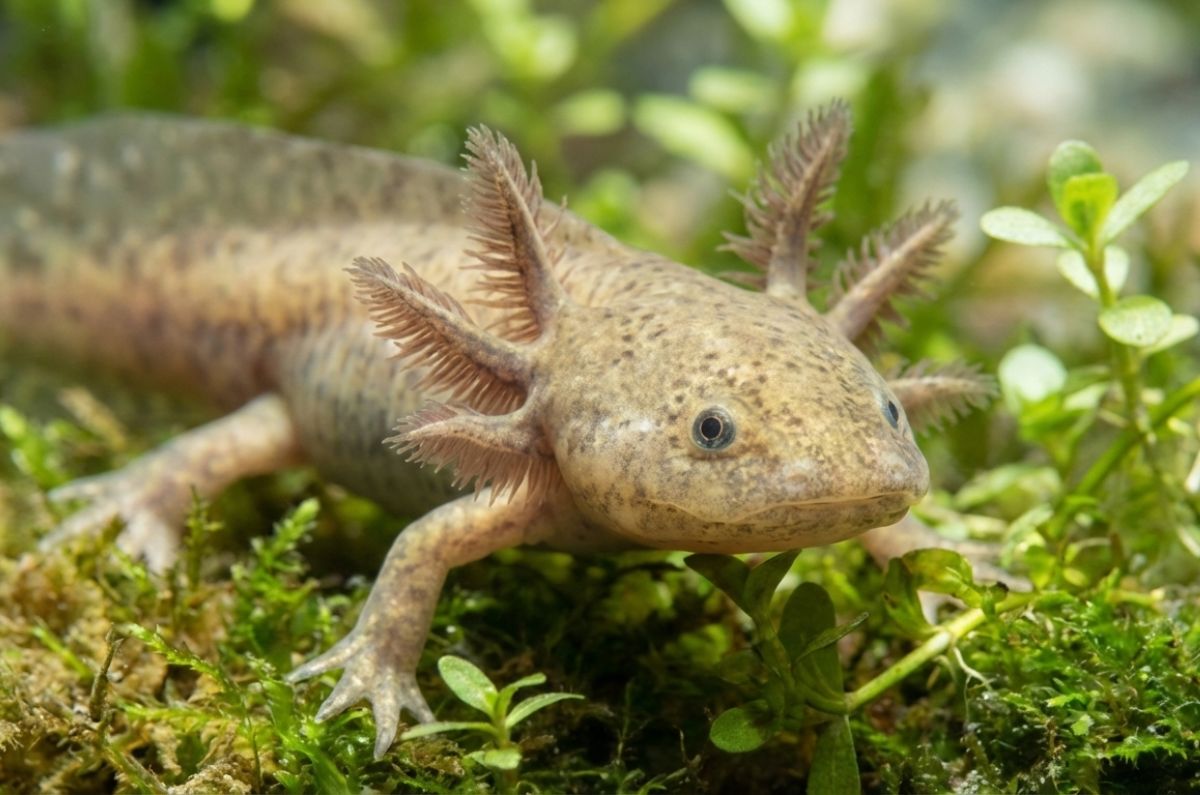 hallazgo-ajolotes-unam-altiplano-queretaro-2025