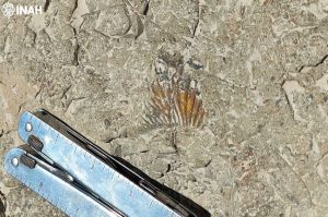 Hallan huellas de dinosaurios en la Reserva Tehuacán-Cuicatlán, Puebla