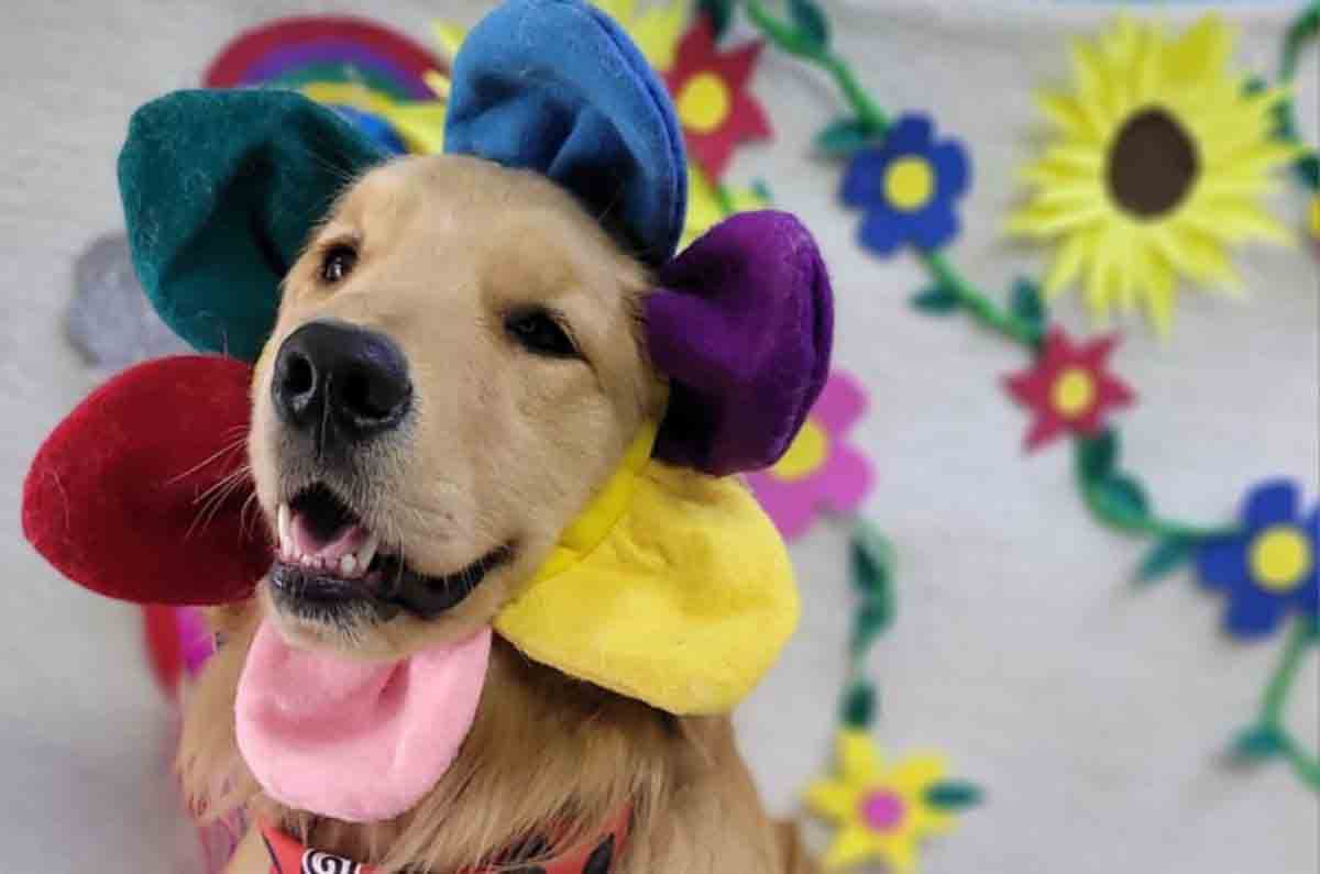 De día de spa y fotos: Llao’s Pet crea recuerdos inolvidables para los lomitos 