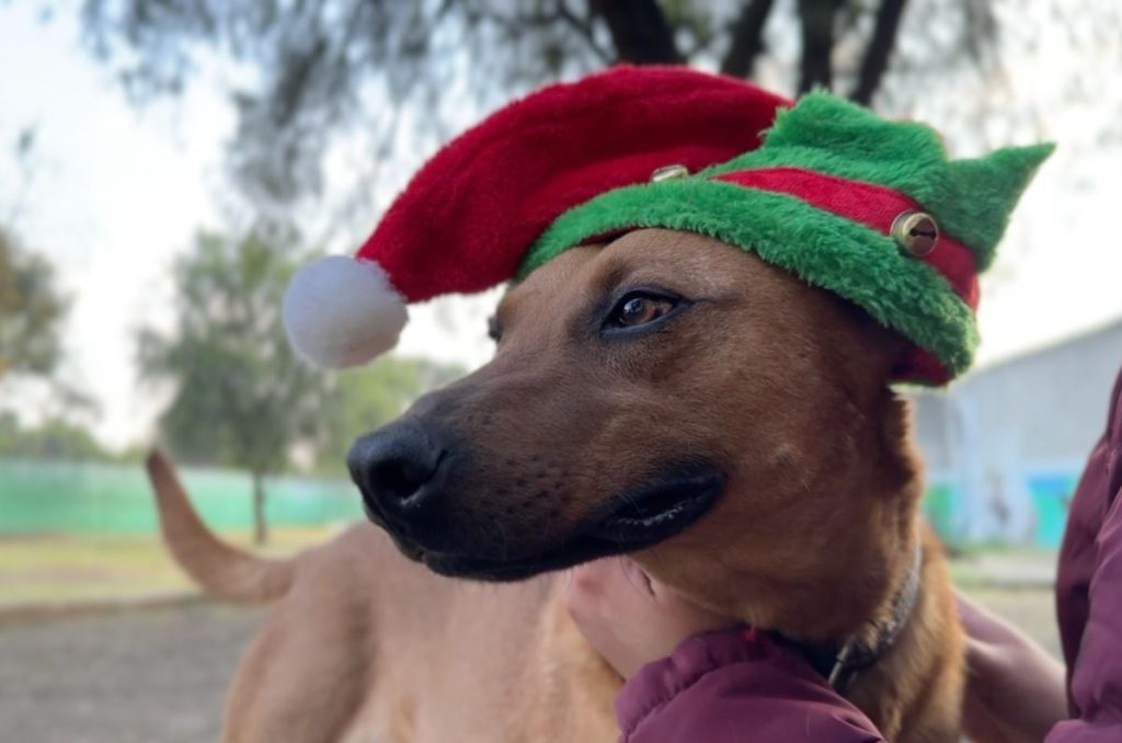 Manda tu carta a Santa y Los Reyes con los perros del Centro de Transferencia Canina del Metro 0