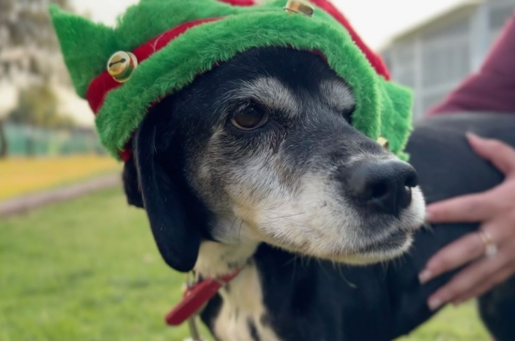 Manda tu carta a Santa y Los Reyes con los perros del Centro de Transferencia Canina del Metro 2
