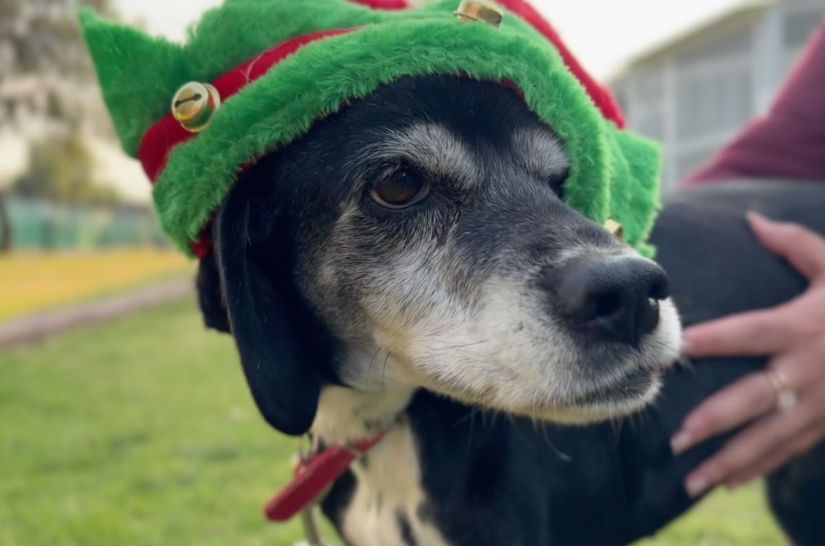 lomitos-ctc-metro-cdmx-ayudantes-de-santa-y-reyes-cartas-lomito-3