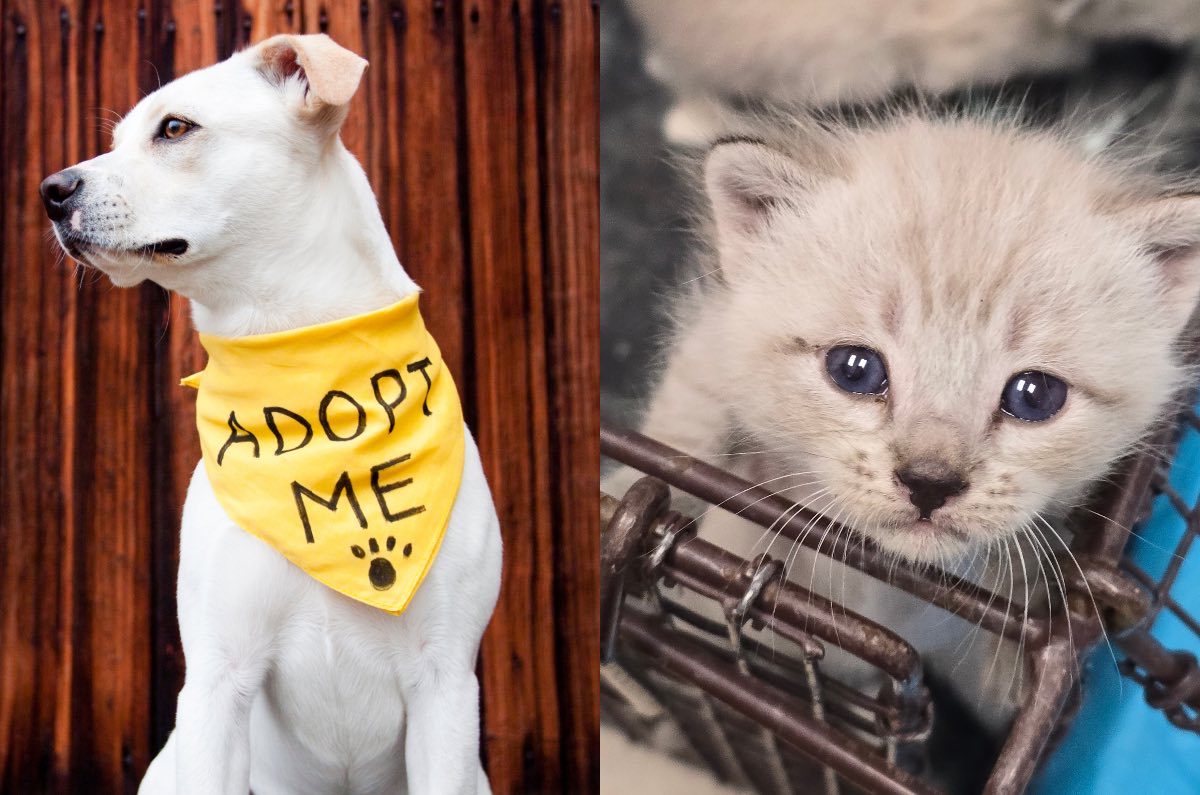 mascotas-feria-de-adopciones-2025-cdmx-en-plaza-central-iztapalapa-version-navidena