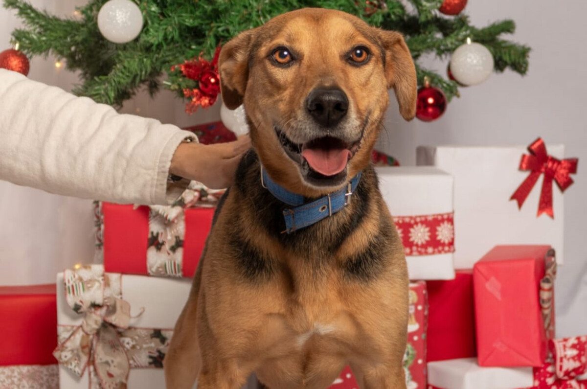 Navidogs 2025 en CDMX: foto, adopciones y bazar navideño para lomitos ¡Gratis!