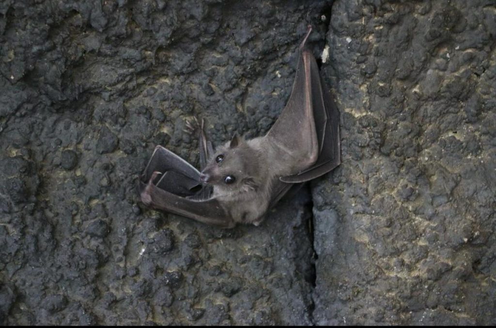 Noche de Murciélagos en CDMX
