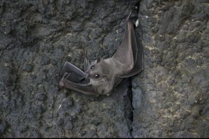 Así será la nueva Noche de Murciélagos en CDMX: avistamiento, campamento y más