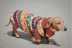 Pasarela de perritos en Guau Tap: trae a tu lomito con su mejor suéter