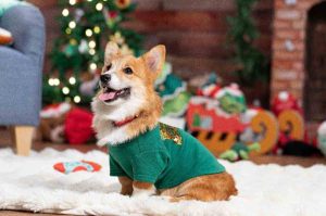 Petco promueve la adopción en Navidad