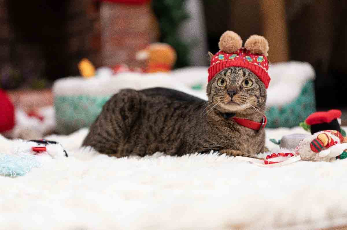 Petco-llama-a-la-responsabilidad-mascota – 1