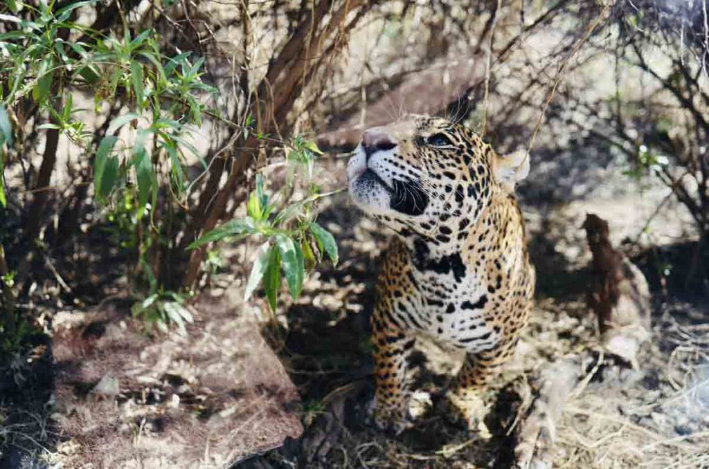 Refugio Jaguar usan genética avanzada para proteger al jaguar