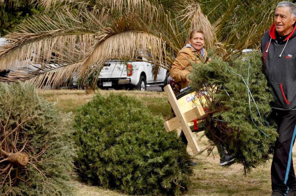 Árboles de Navidad puntos de acopio CDMX 2026 Sedema