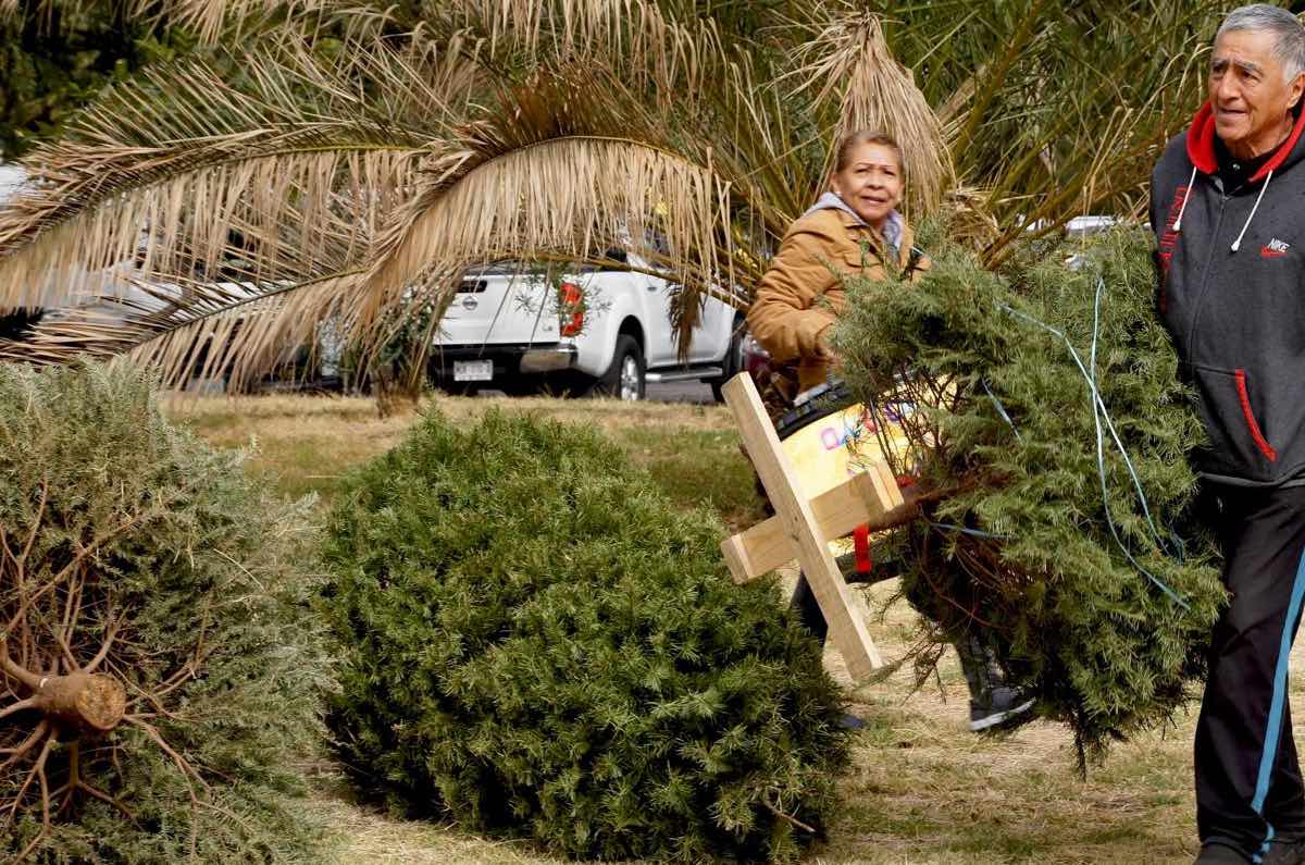 arboles-de-navidad-puntos-de-acopio-cdmx-2026-por-sedema