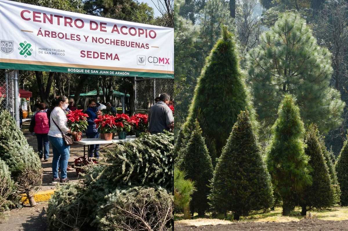 ¡No lo tires! Conoce los puntos de acopio para árboles de Navidad