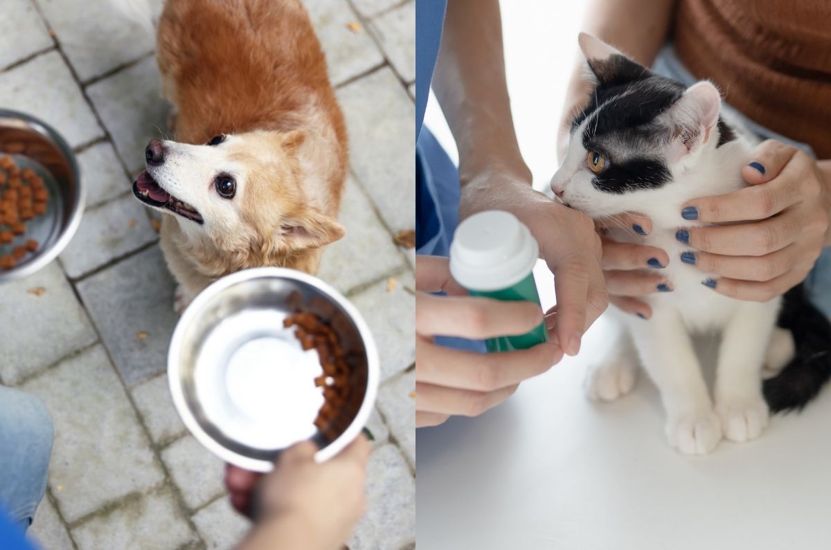 Ayuda a la campaña de esterilización de perritos y gatitos en CDMX