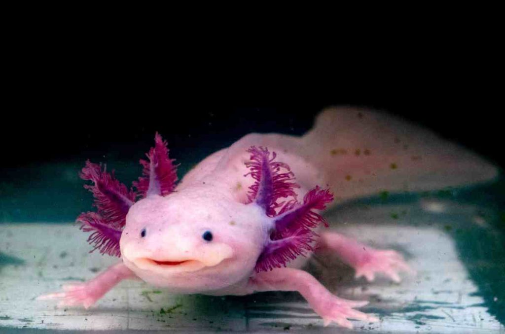 La 6ª edición del Día Nacional del Axolote se celebra con fiesta en Axolotitlán