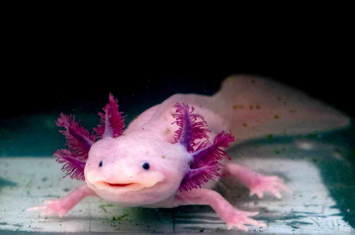 La 6ª edición del Día Nacional del Axolote se celebra con fiesta en Axolotitlán