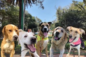 ¡Amor de cuatro patas!: Cambia el destino de un perrito peregrino en Consentidos Bazar