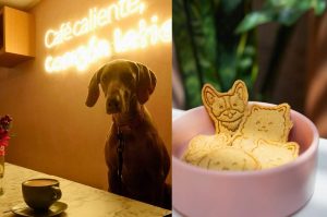 Latte Pelitos: la cafetería pet friendly donde tu mascota vive la experiencia completa