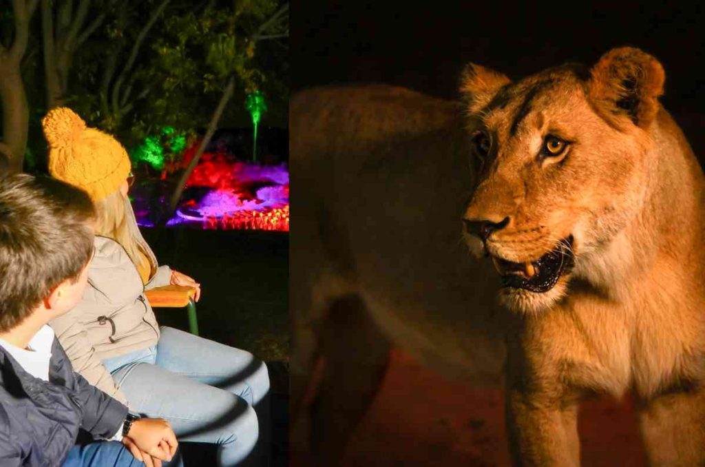 Moon Safari de Africam Safari: la experiencia nocturna que no te puedes perder