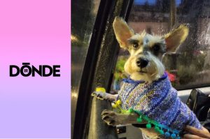 Patitas de Perro Night Tour: el recorrido nocturno para descubrir la CDMX con tu lomito