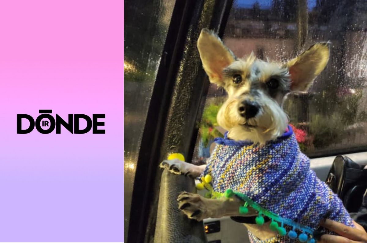 Patitas de Perro Night Tour: el recorrido nocturno para descubrir la CDMX con tu lomito