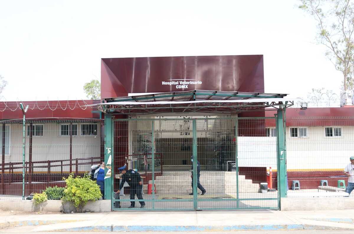 Hospitales veterinarios gratuitos o baratos en CDMX ¡Conócelos!