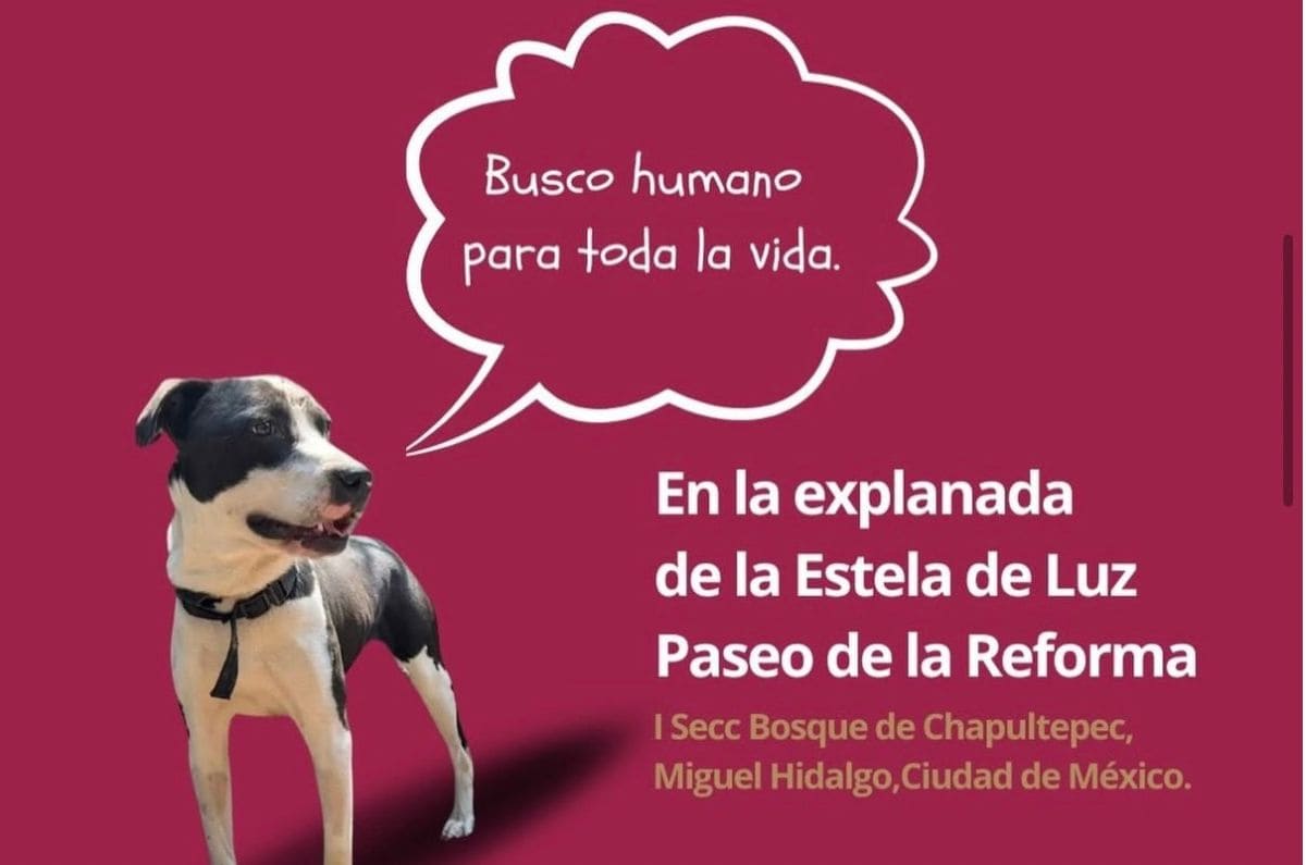 adoptaton-imagen-co-1