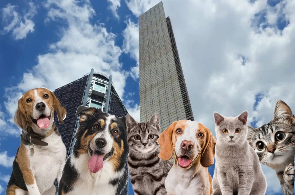 adoptatoncdmx2026-2-1