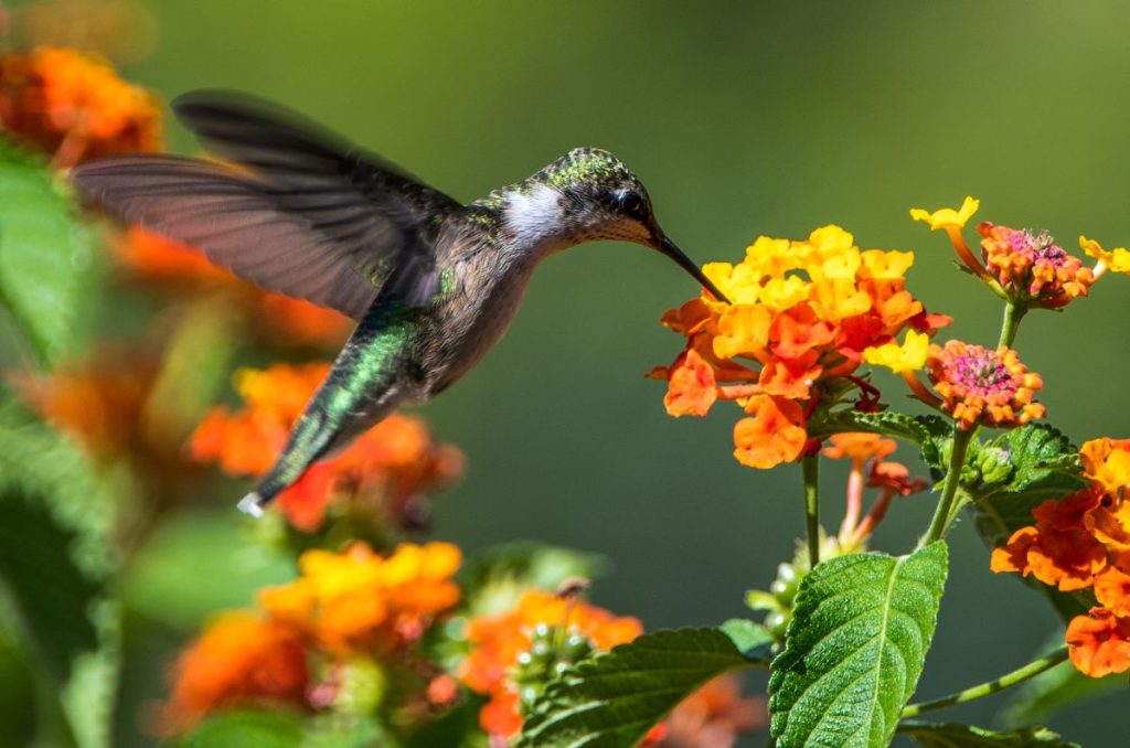 Algunos colibríes que habitan CDMX, ya están en peligro de extinción
