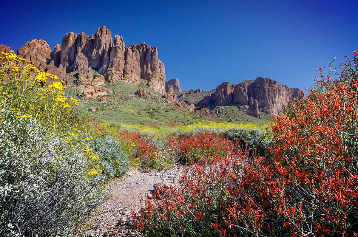 Escapada a Arizona: Béisbol, flores silvestres y bienestar bajo el sol primaveral