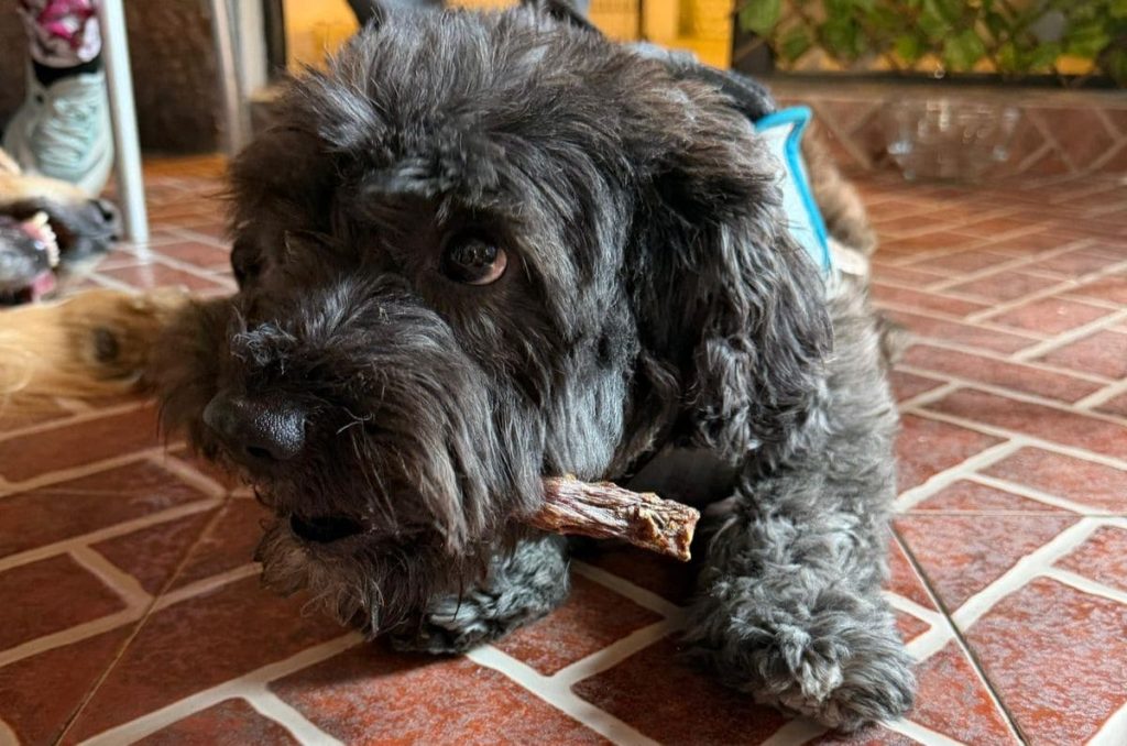 Foto: Cortesía Carnivoraw