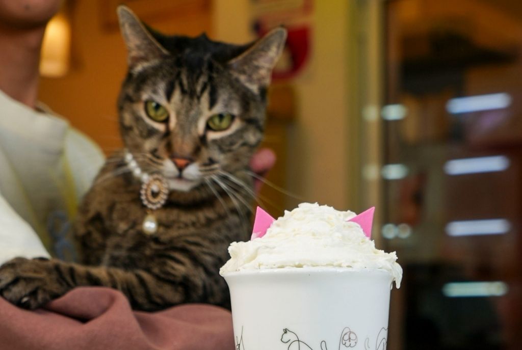 Adopta gatitos en la Condesa