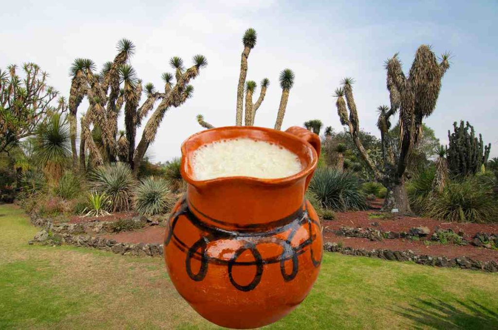 El Jardín Botánico IBUNAM celebra el Día del Pulque con entrada libre