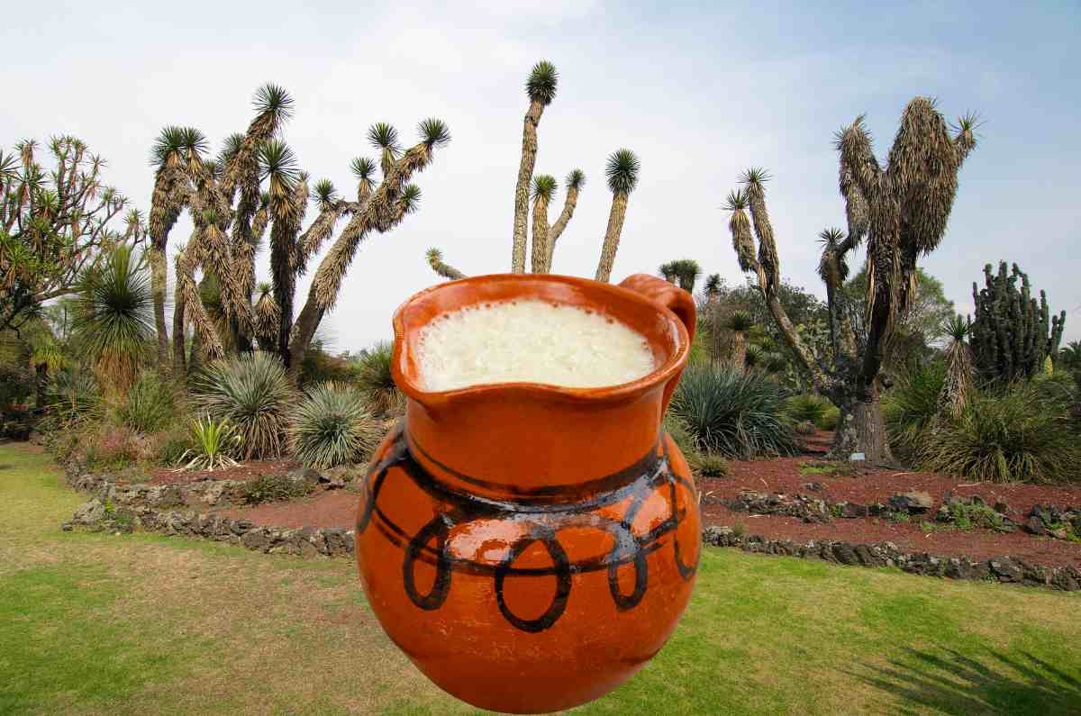 El Jardín Botánico IBUNAM celebra el Día del Pulque con entrada libre