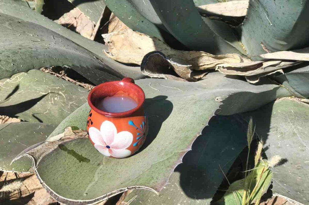 Día del Pulque en el Jardín Botánico IBUNAM
